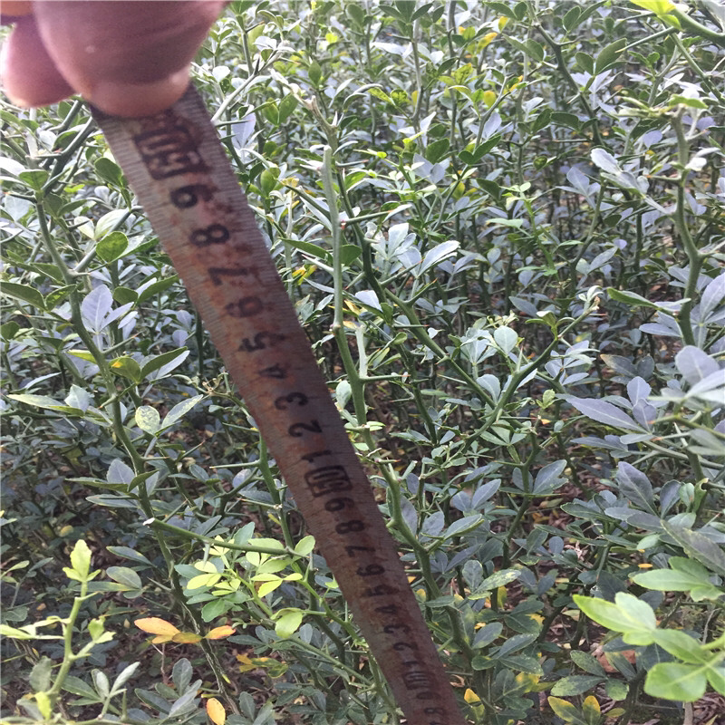 枸橘苗绿化工程篱笆用量大优惠包成活