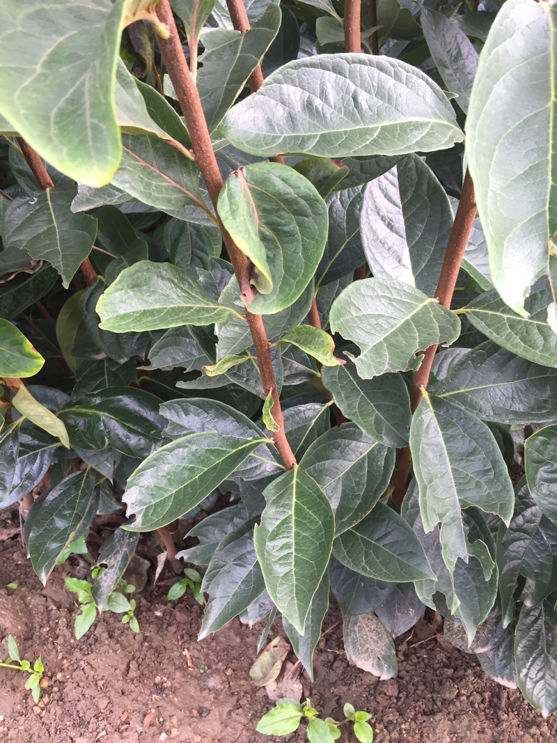 甜柿子树苗次郎富有甜食柿口感脆甜不涩好成活q