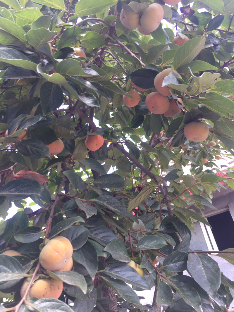 甜柿子树苗次郎富有甜食柿口感脆甜不涩好成活q