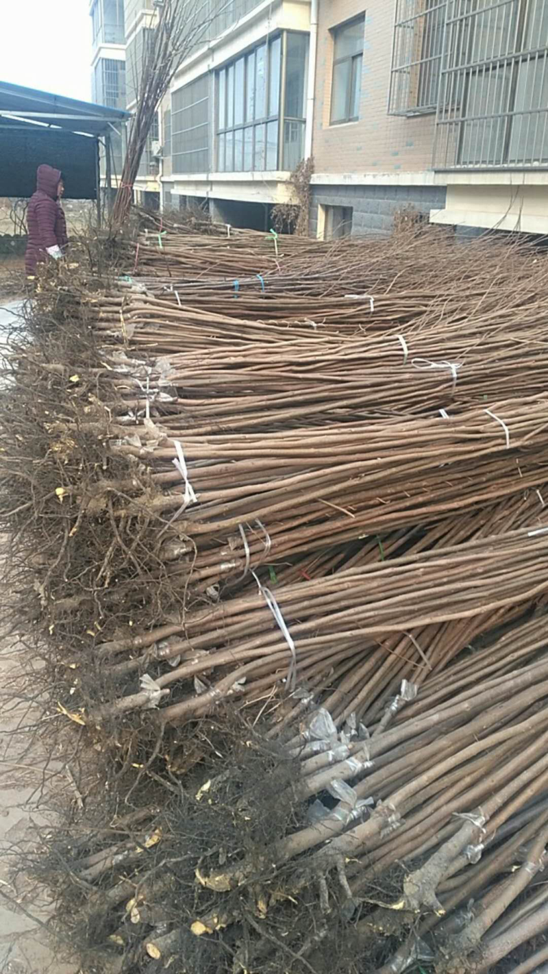 甜柿子树苗次郎富有甜食柿口感脆甜不涩好成活q