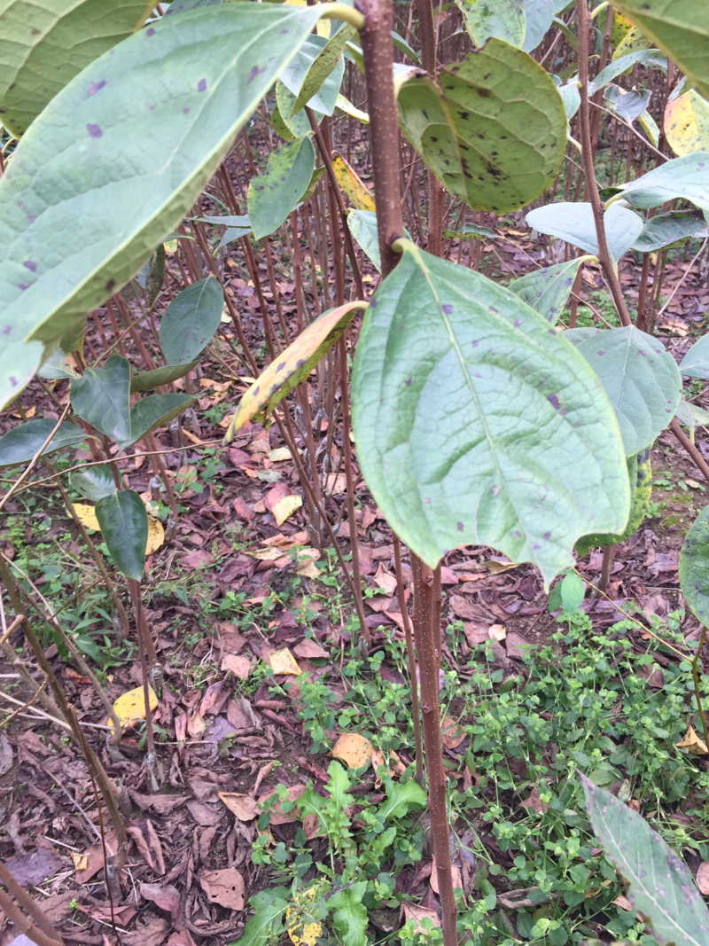 甜柿子树苗次郎富有甜食柿口感脆甜不涩好成活q