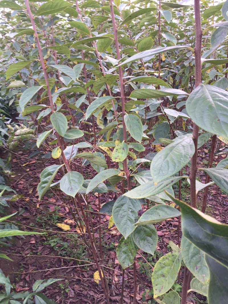 甜柿子树苗次郎富有甜食柿口感脆甜不涩好成活q