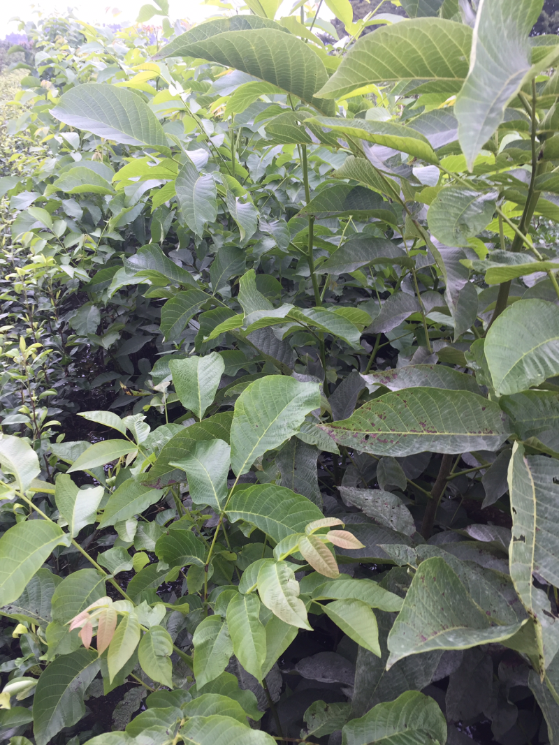 香玲核桃苗纯正嫁接苗高产品种高成活率