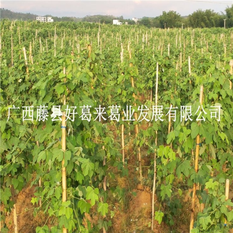 一年生无渣粉葛种苗/蔬菜葛种苗