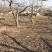 大金星山楂树山楂树多年山楂树品质好价格可议