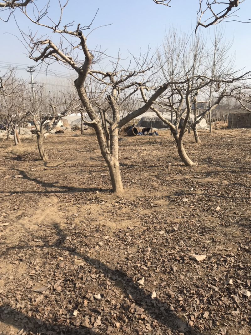 大金星山楂树山楂树多年山楂树品质好价格可议