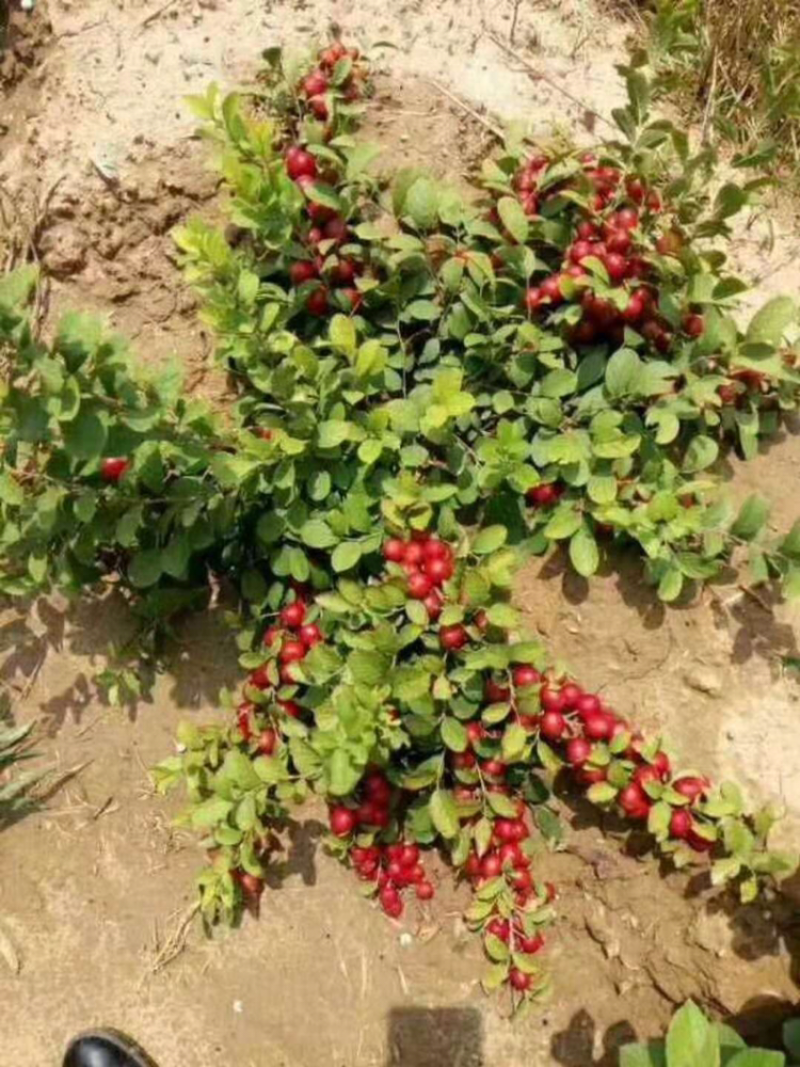 钙果苗农大钙果苗9号挂果早个头大口感好春节期间照常营业