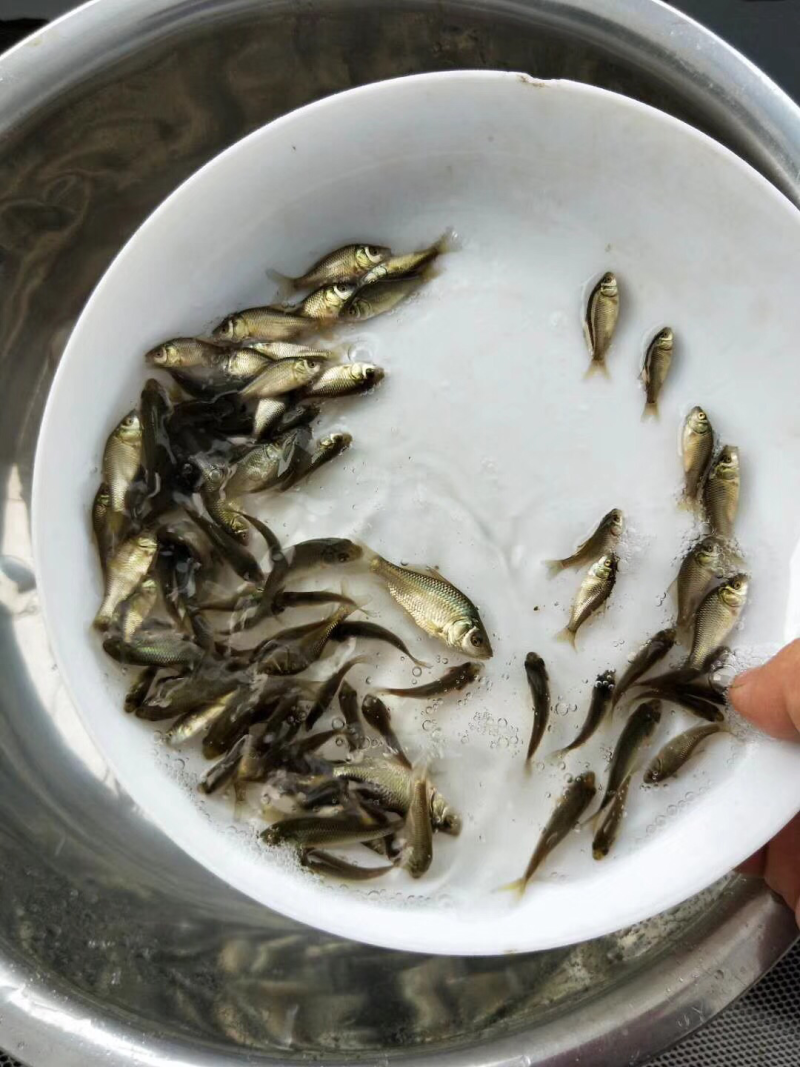鲤鱼苗身子长长速快效益好包质包量包安全送
