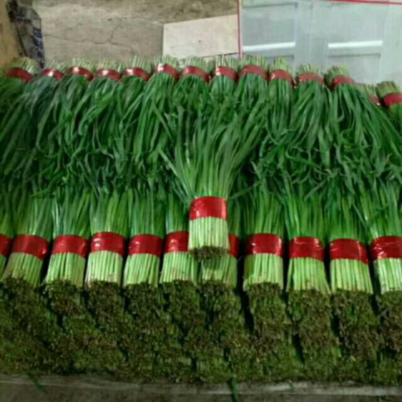 寿光大叶韭菜优质韭菜大量供应中！质优价廉！需要的联系！