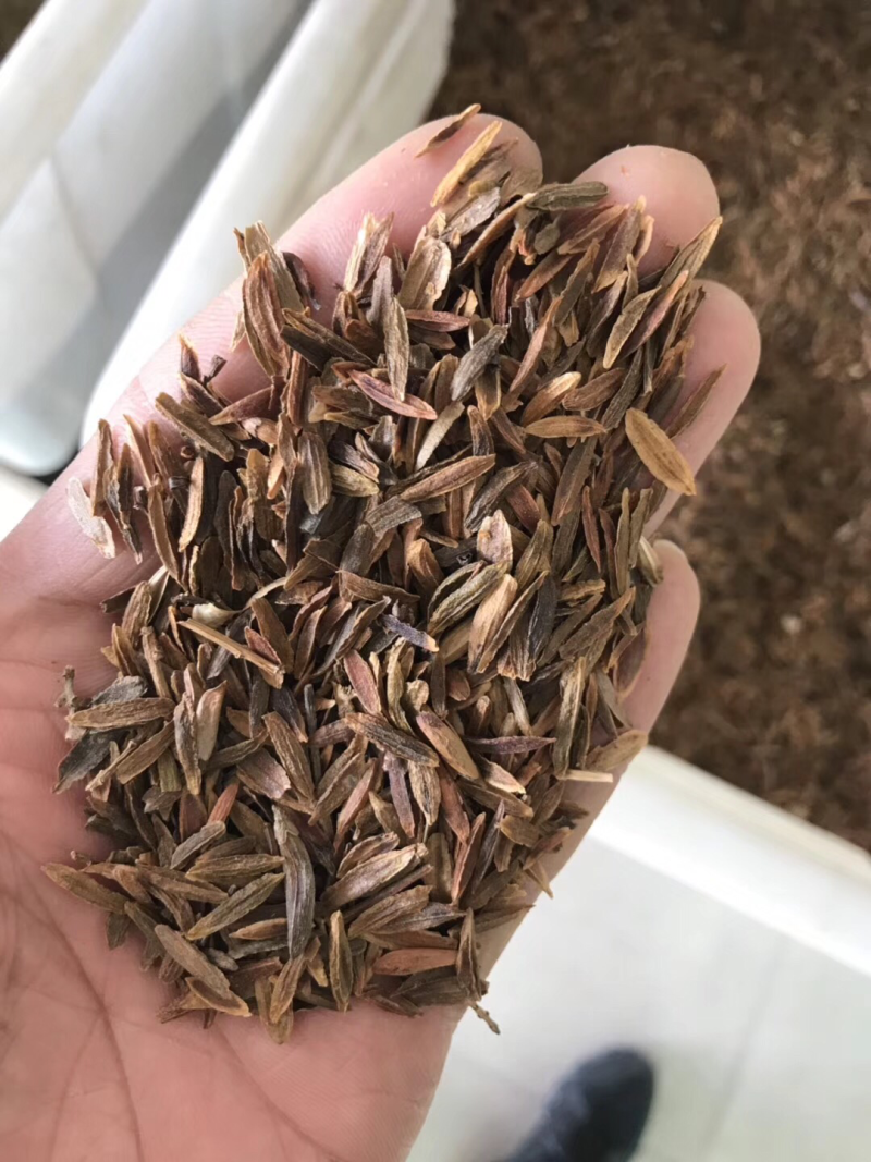 紫丁香种子，小叶丁香种子，暴马丁香种子，