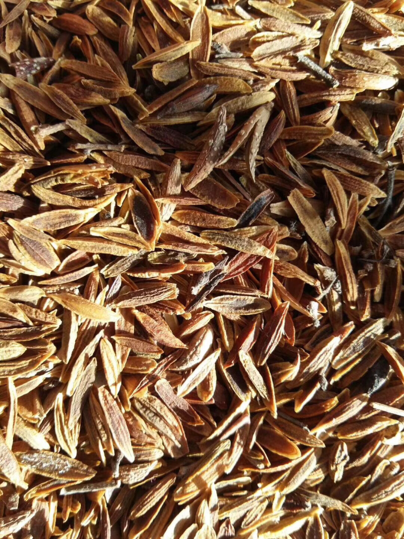 紫丁香种子，小叶丁香种子，暴马丁香种子，