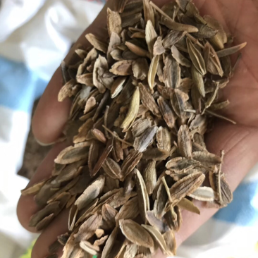 紫丁香种子，小叶丁香种子，暴马丁香种子，