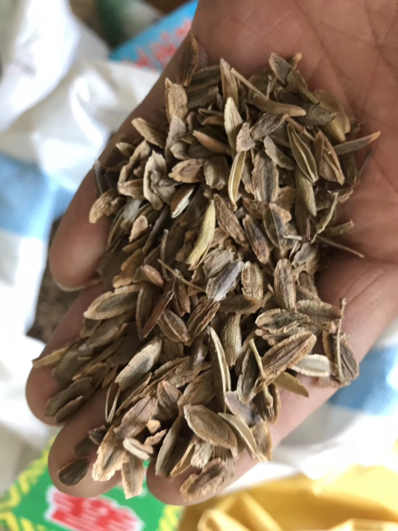 紫丁香种子，小叶丁香种子，暴马丁香种子，