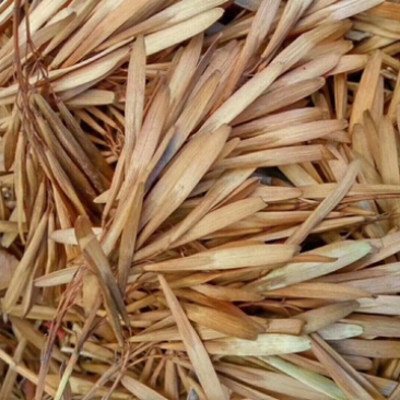 白蜡种子新种子干净饱满芽率好