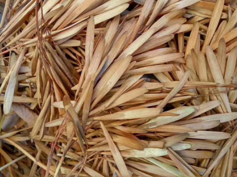 白蜡种子新种子干净饱满芽率好
