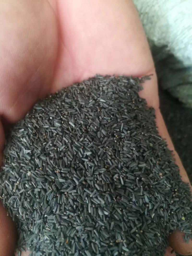 黑心菊种子纯新货饱满度好种子干净芽率高