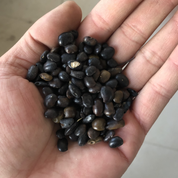 国槐种子国槐籽纯新货饱满干净芽率好
