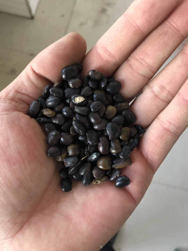 国槐种子国槐籽纯新货饱满干净芽率好