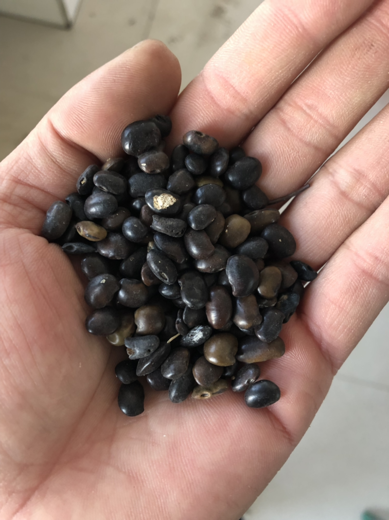 国槐种子国槐籽纯新货饱满干净芽率好