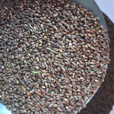 侧柏种子柏树种子柏树籽新产柏树种子