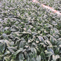 优质全王菠菜大量上柿