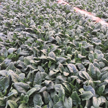 优质全王菠菜大量上柿