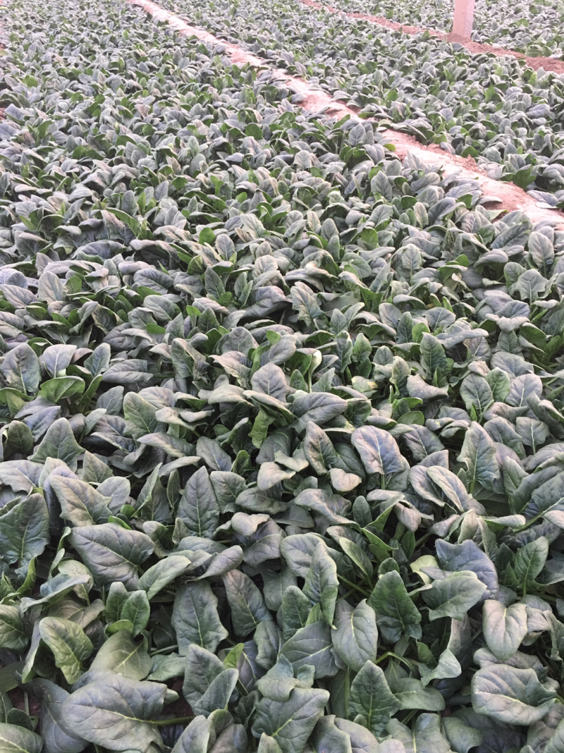 优质全王菠菜大量上柿