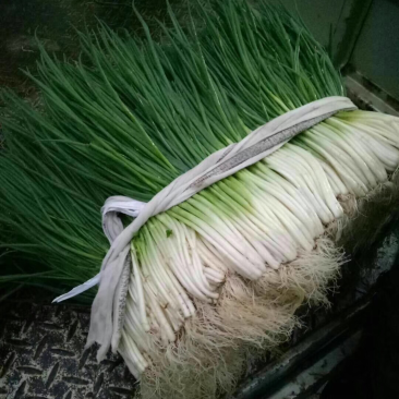香葱：
