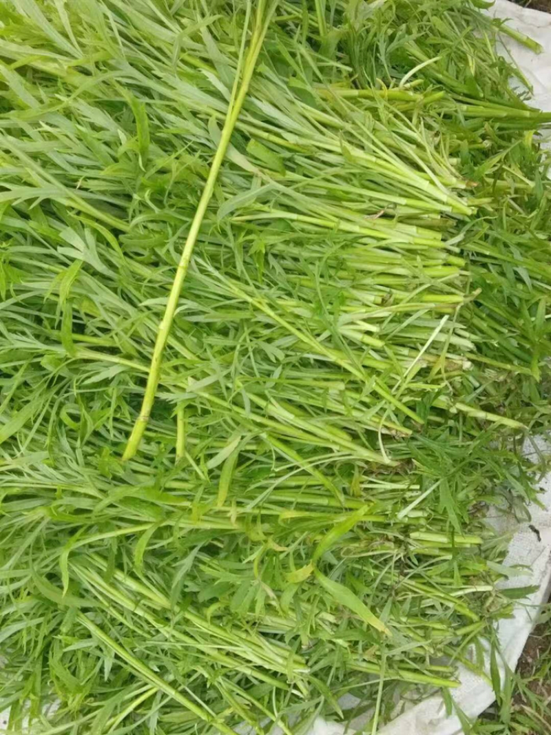 芦蒿