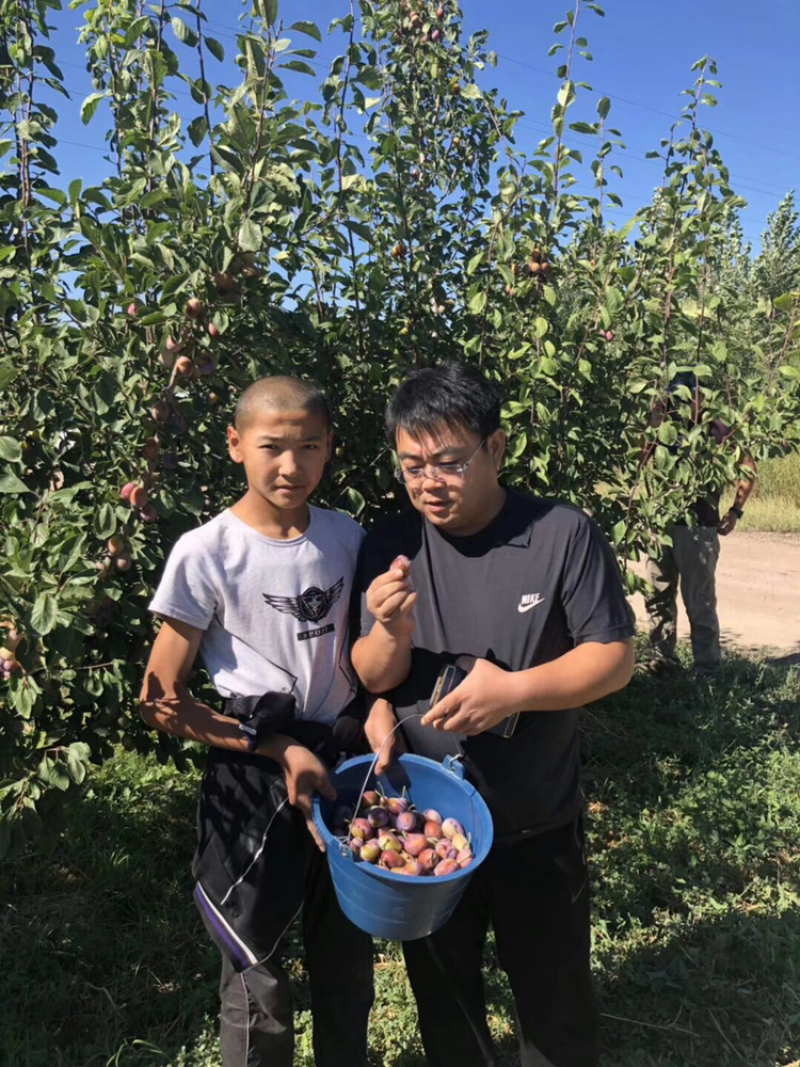 法兰西西梅苗新疆法兰西西梅，品种保证质量保证