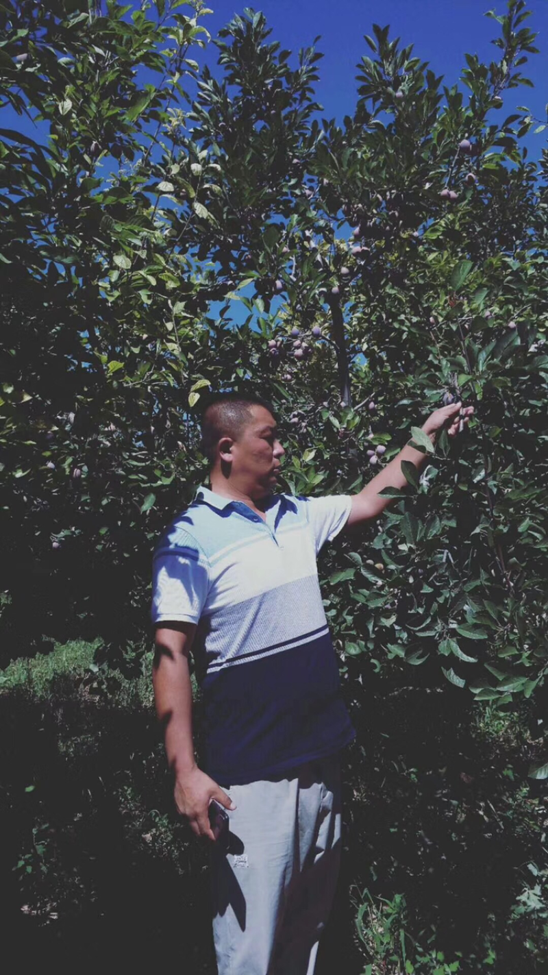 法兰西西梅苗新疆法兰西西梅，品种保证质量保证