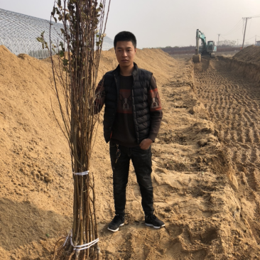 法兰西西梅苗新疆法兰西西梅，品种保证质量保证