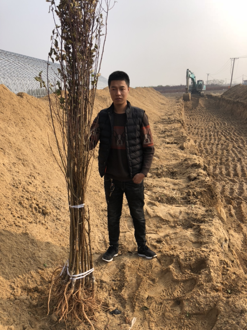 法兰西西梅苗新疆法兰西西梅，品种保证质量保证