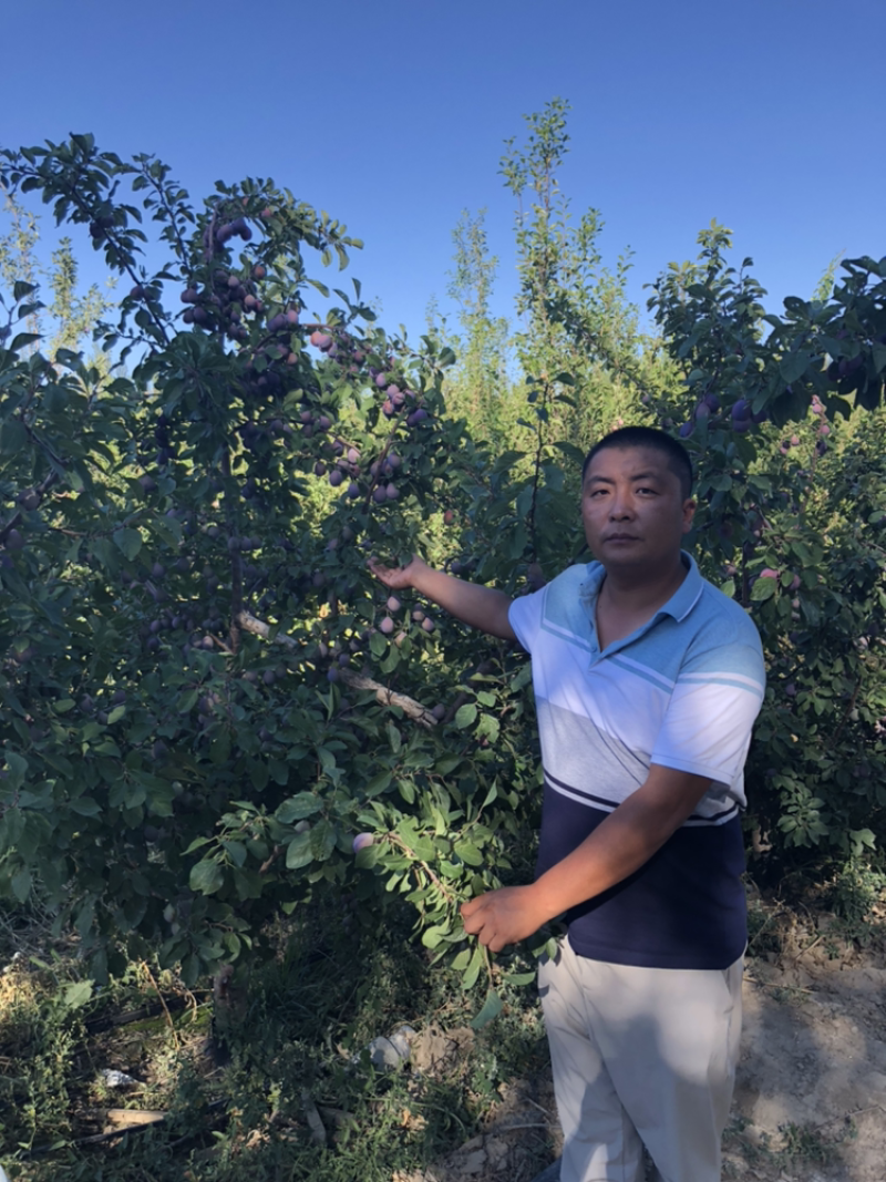 法兰西西梅苗新疆法兰西西梅，品种保证质量保证
