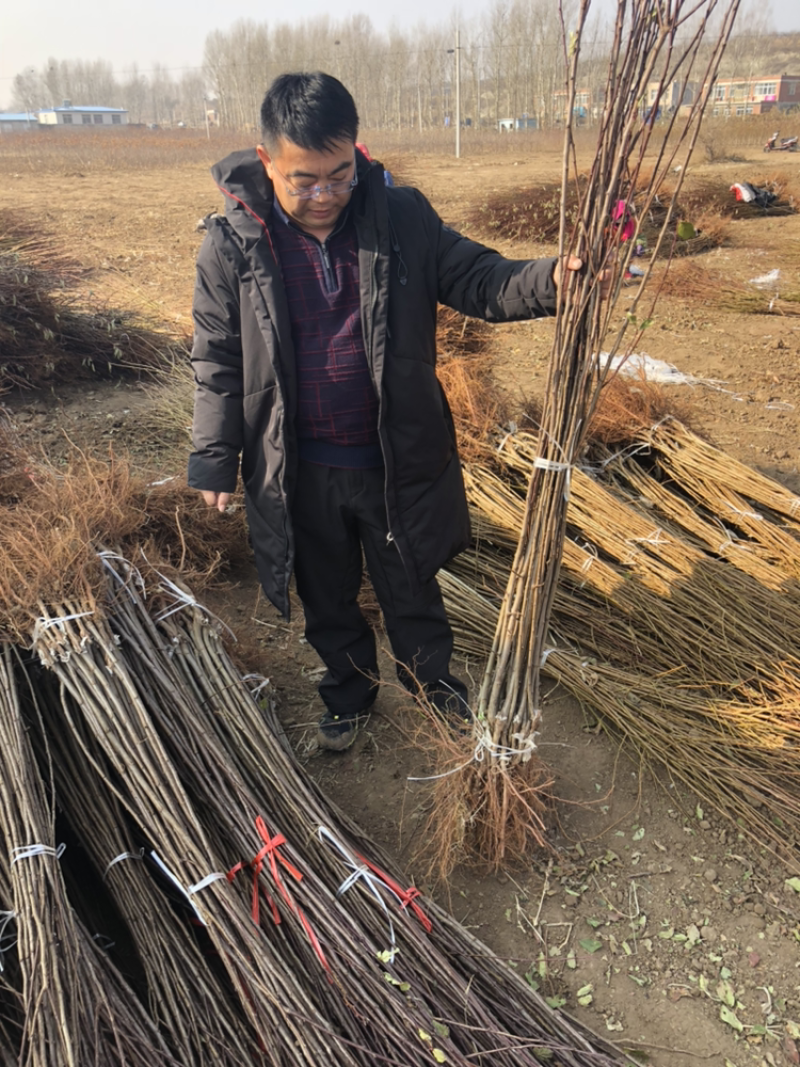 法兰西西梅苗新疆法兰西西梅，品种保证质量保证
