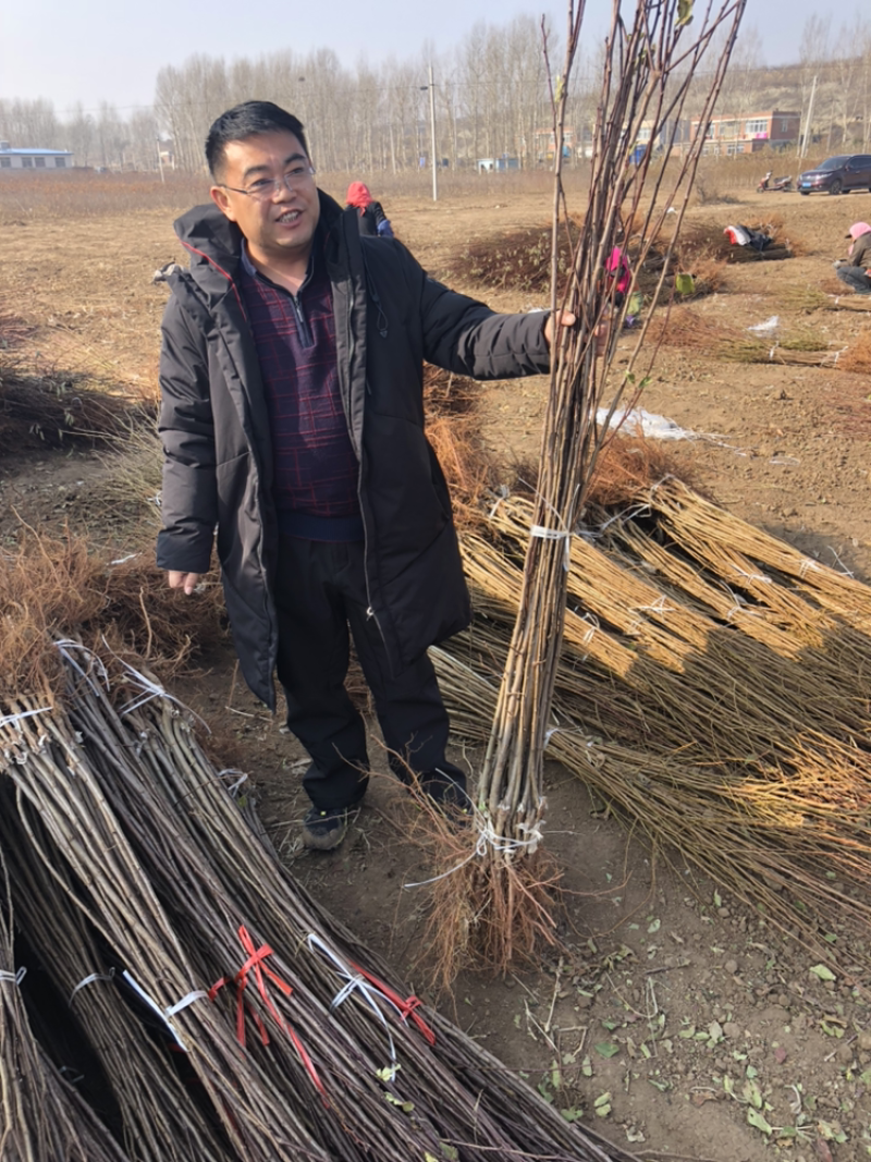 法兰西西梅苗新疆法兰西西梅，品种保证质量保证