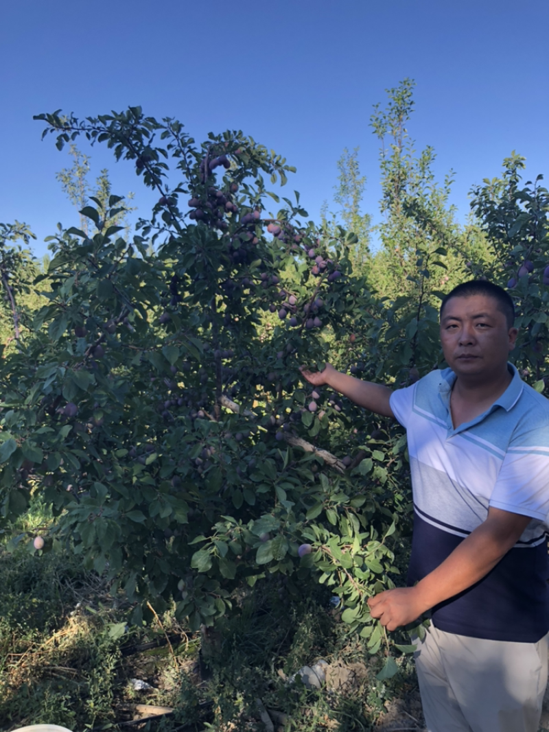 法兰西西梅苗新疆法兰西西梅，品种保证质量保证