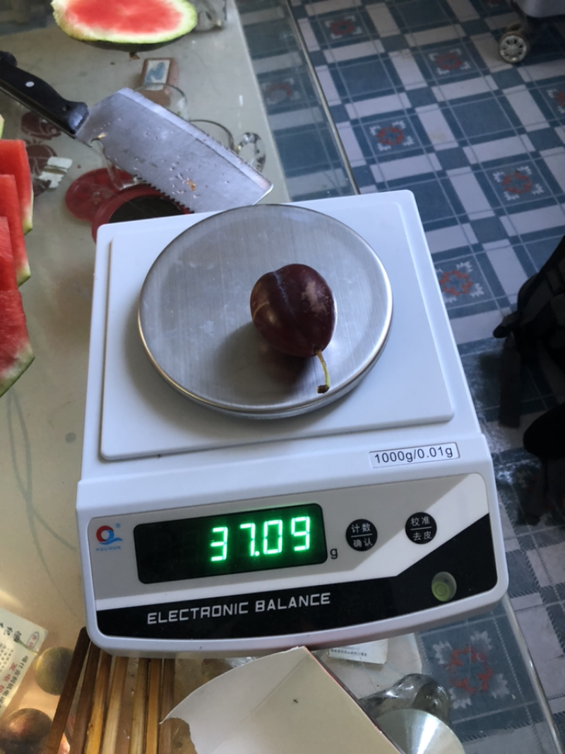 法兰西西梅苗新疆法兰西西梅，品种保证质量保证