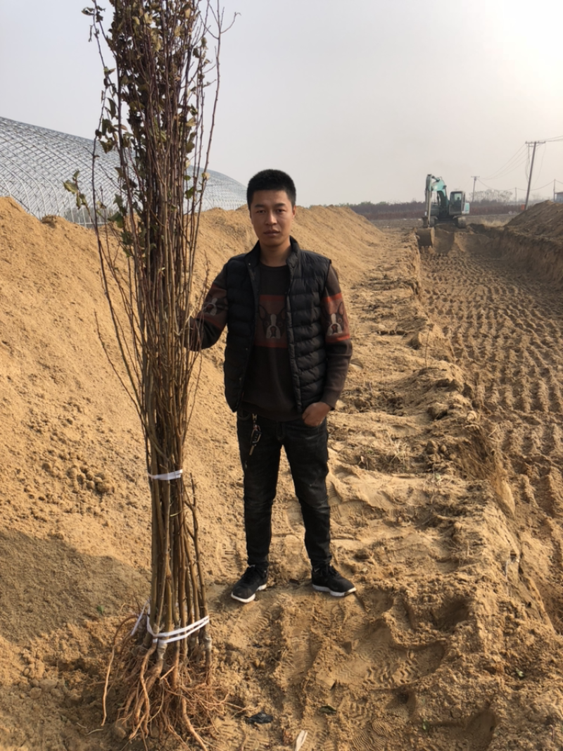 法兰西西梅苗新疆法兰西西梅，品种保证质量保证