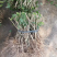 2年生茉莉花大量批发不带叶子花苞修剪后发货蛇皮袋装