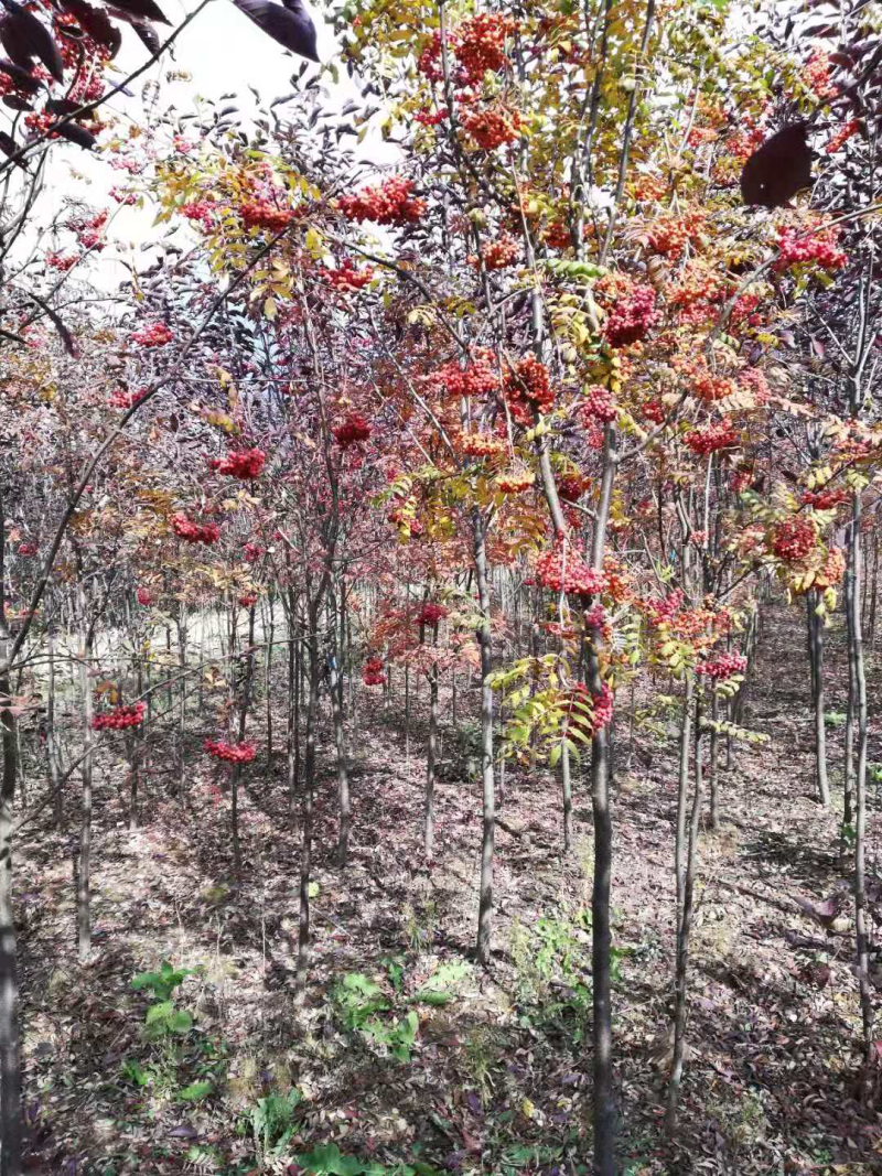 百花花楸苗花楸小苗东北花楸种子