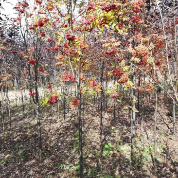 百花花楸苗花楸小苗东北花楸种子