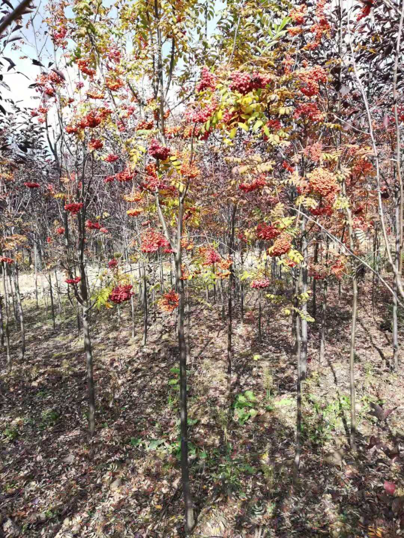 百花花楸苗花楸小苗东北花楸种子
