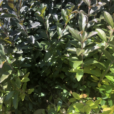 产地销售水腊苗一年生水蜡苗，水蜡球水蜡杯苗，水蜡工程苗
