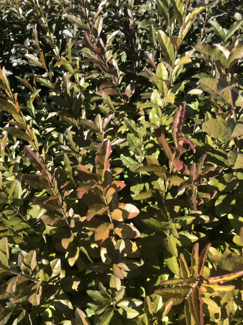 产地销售水腊苗一年生水蜡苗，水蜡球水蜡杯苗，水蜡工程苗