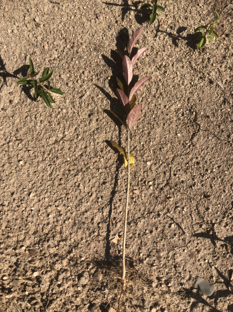 产地销售水腊苗一年生水蜡苗，水蜡球水蜡杯苗，水蜡工程苗