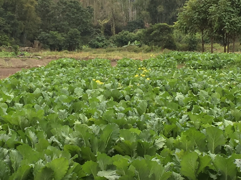 高端产品，仙姑故乡，增城迟菜心，有机蔬菜