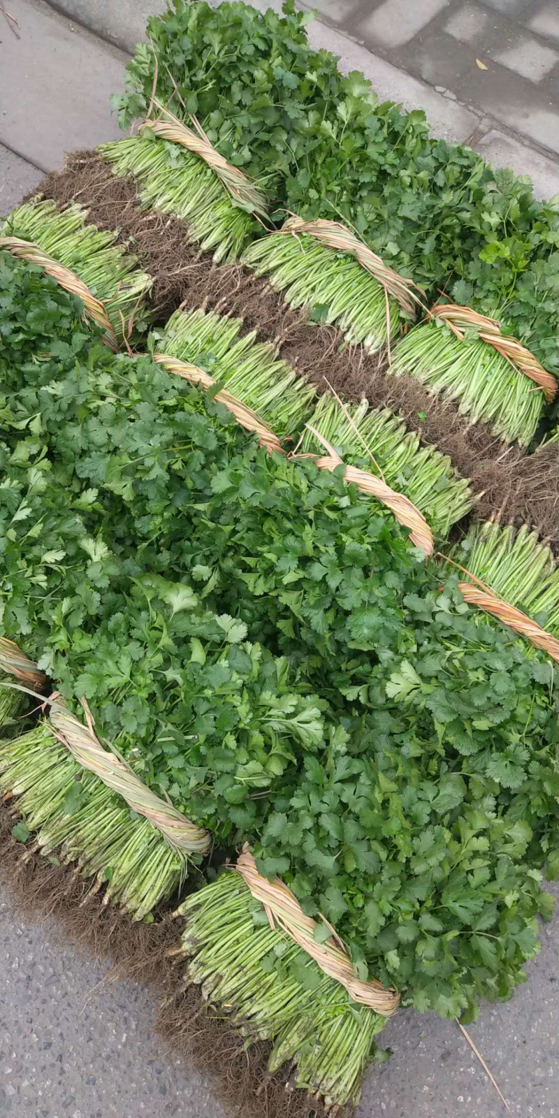 大叶香菜25~30厘米可视频看货欢迎联系