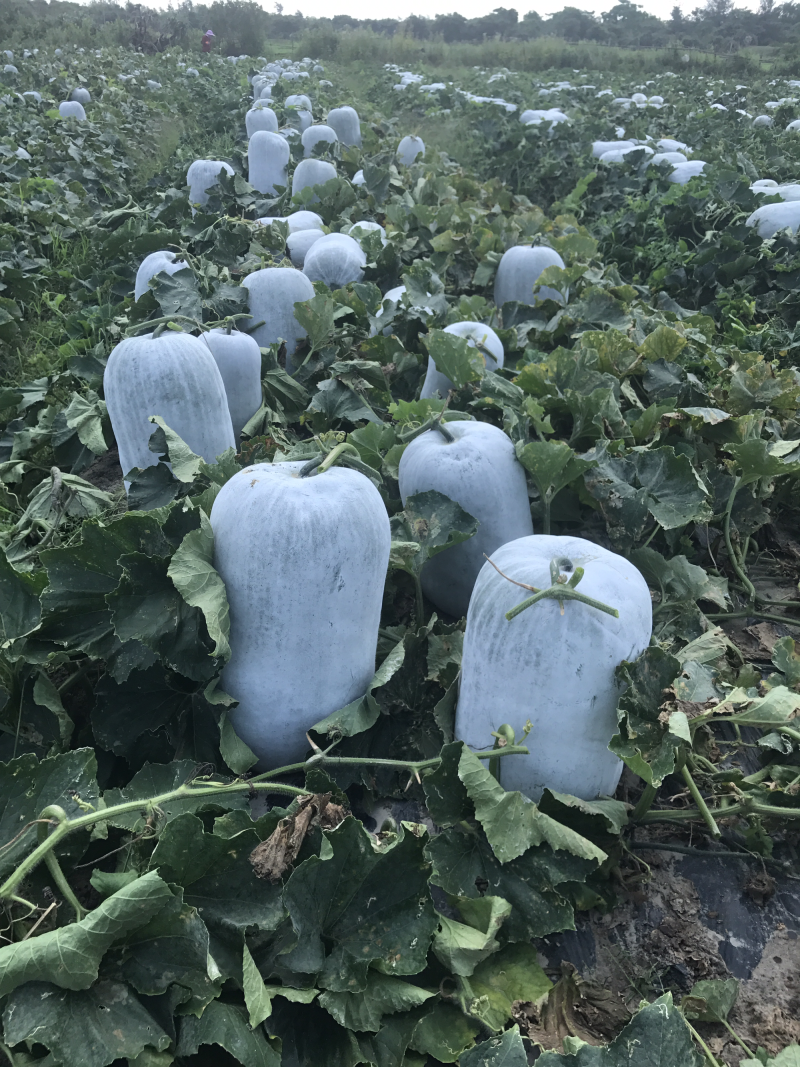 广东湛江白皮冬瓜、黑皮爬地冬瓜、黑皮吊冬瓜、大量供应，物美