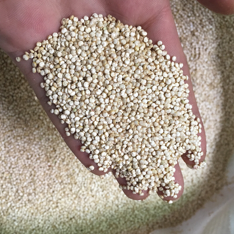 玻利维亚进口白藜麦